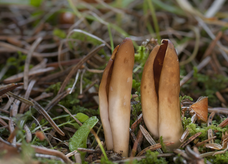 Helvella silvicola